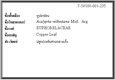 กล่องข้อความ: 7-50100-001-235 ชื่อพื้นเมือง : หูปลาช่อน ชื่อวิทยาศาสตร์ : Acalypha wilkesiana Mull. Arg. ชื่อวงศ์ : EUPHORELACEAE ชื่อสามัญ : Copper Leaf ประโยชน์ : ปลูกประดับสวนกลางแจ้ง